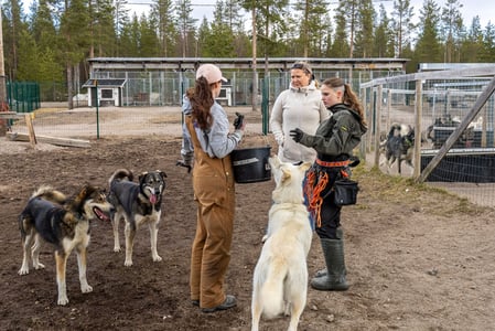 Kaksi Bearhill Huskyn työntekijää ja omistaja kolmen vapaana olevan koiran kanssa juoksupyörän edessä juttelemassa.