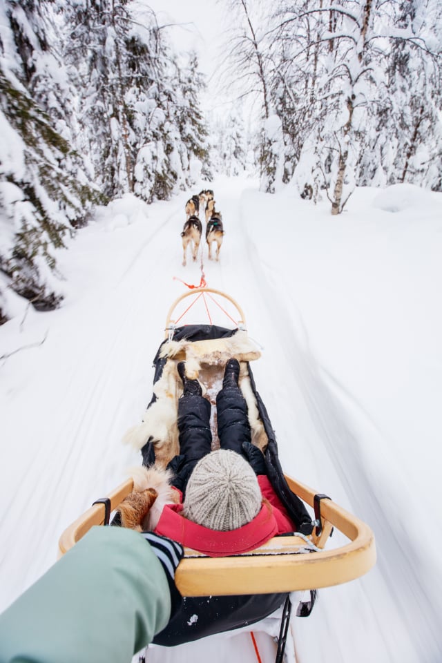 Huskyajelu reellä talvisessa metsässä. Huskyajelu reellä talvisessa metsässä.