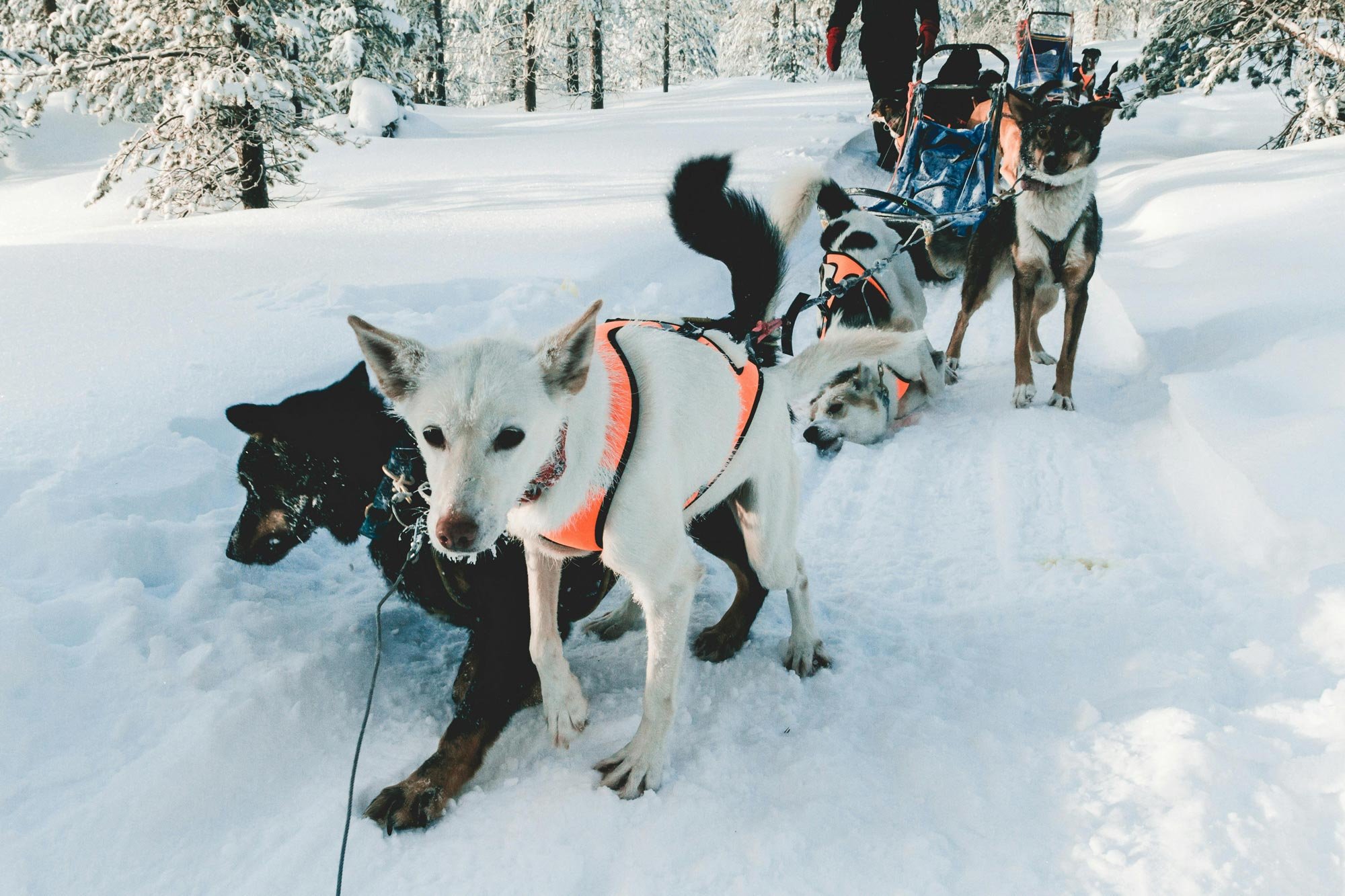 Huskykoirat reen edessä odottamassa talvisessa maisemassa.
