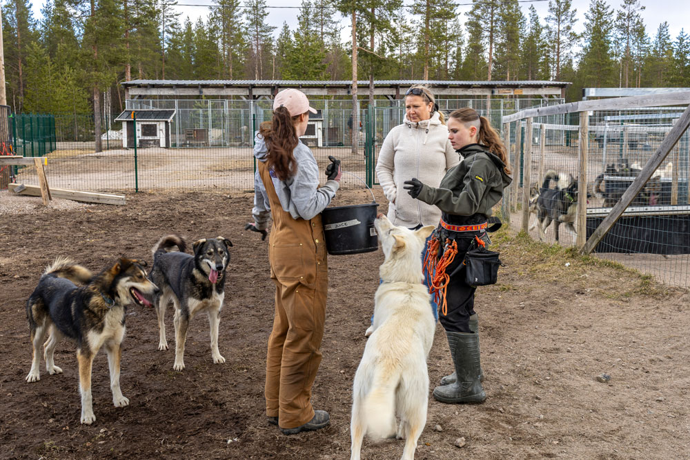 Kaksi Bearhill Huskyn työntekijää ja omistaja kolmen vapaana olevan koiran kanssa juoksupyörän edessä juttelemassa.