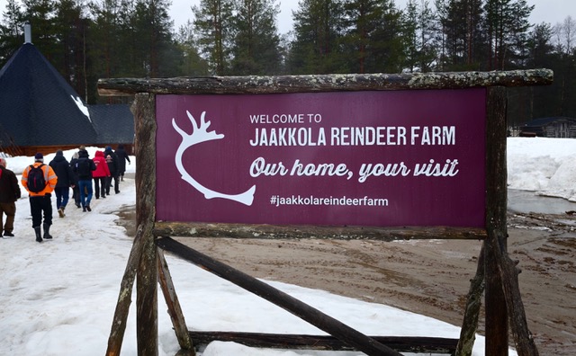 Yrittäjät tutustumassa Jaakkolan porotilalla eläinten hyvinvointiin. Kuva: Yu Lan, Käyrämön Keidas 