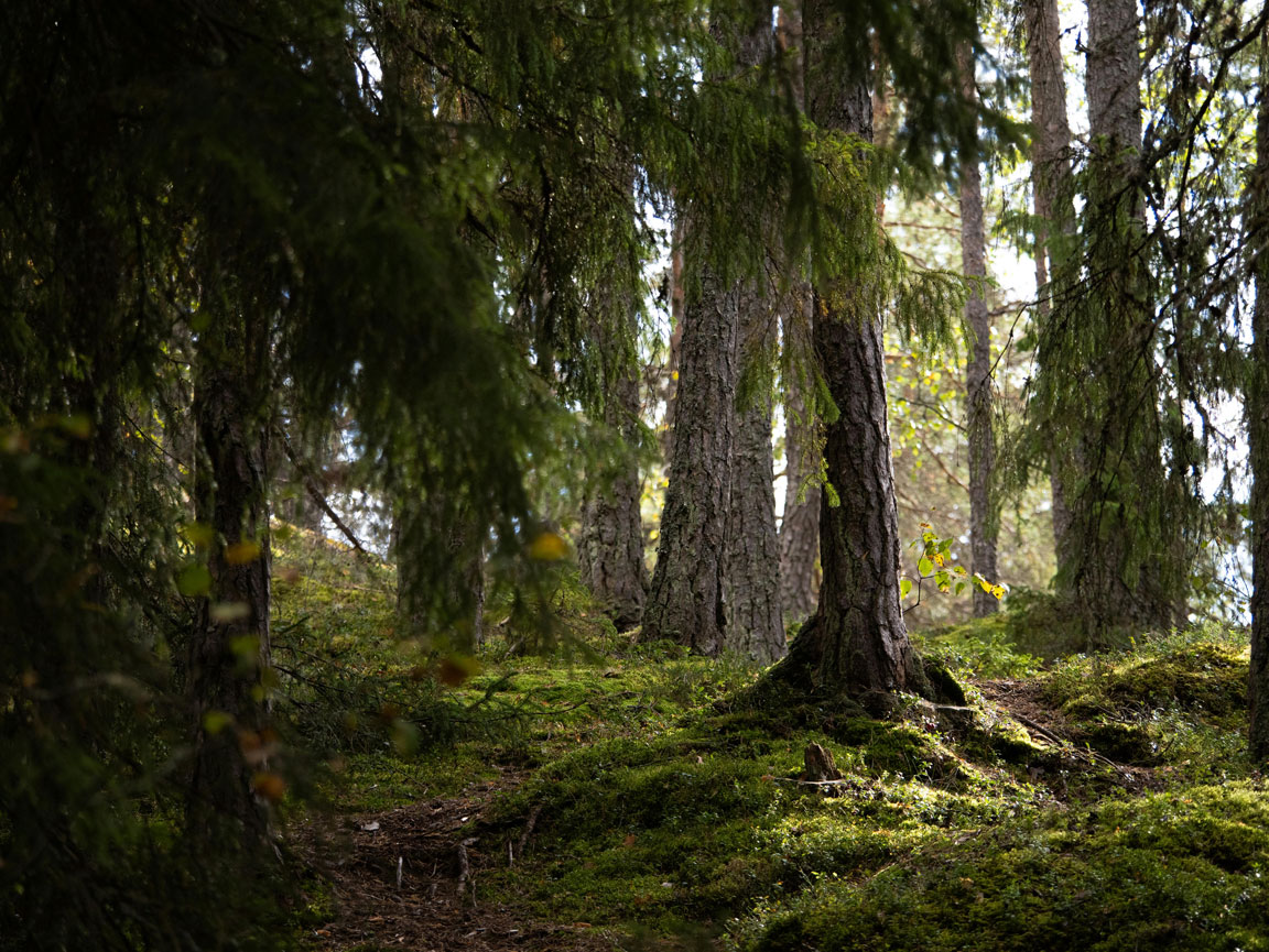 Kesäinen vihreä metsä, jossa mäntyjä.
